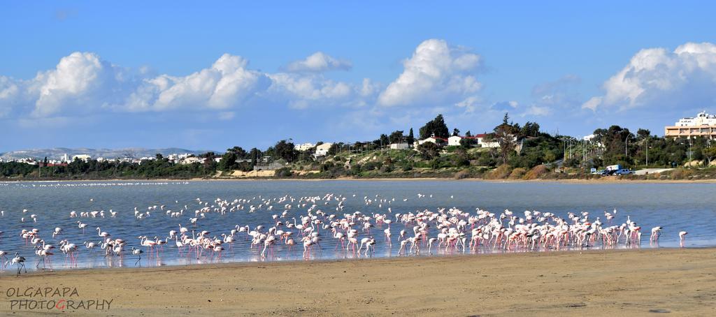 Pelides Apartments Larnaca Pokój zdjęcie