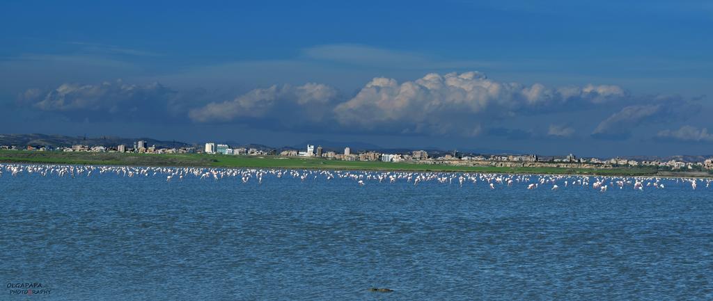 Pelides Apartments Larnaca Pokój zdjęcie